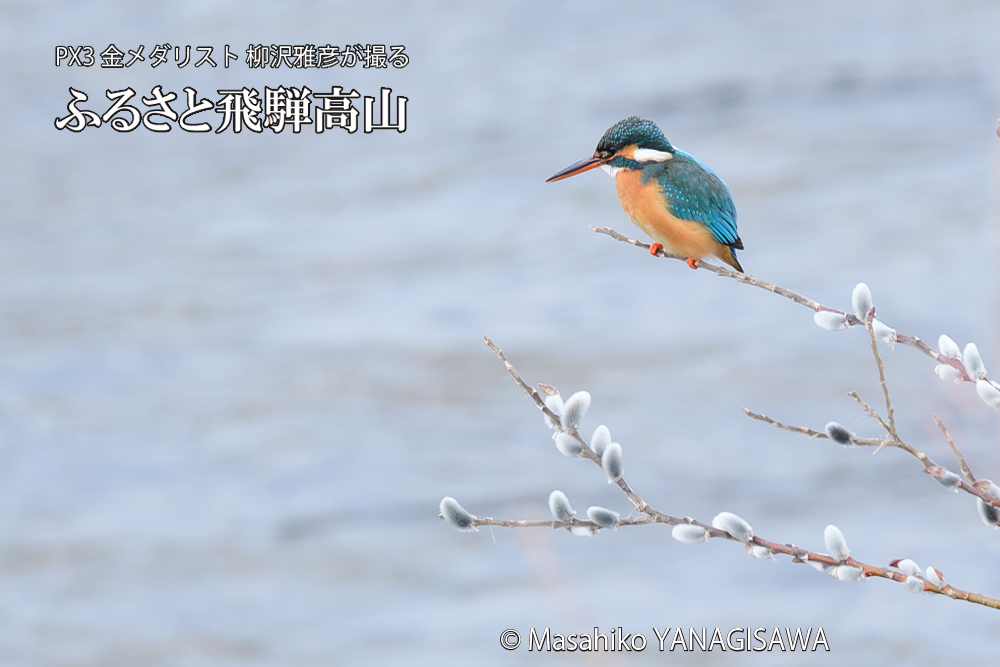 飛騨高山に棲むカワセミの写真です。