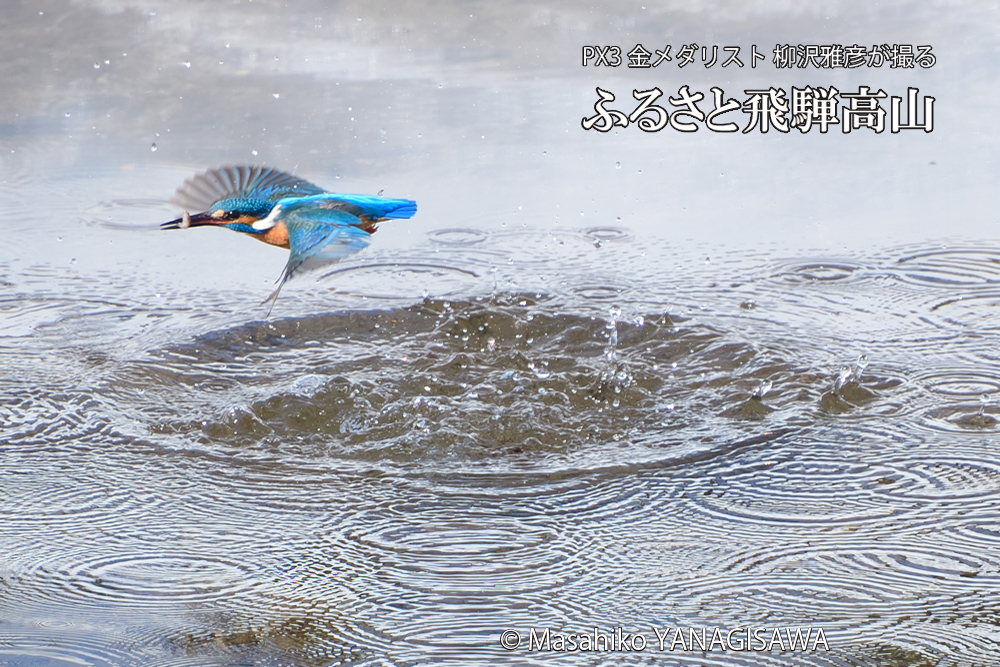 飛騨高山に棲むカワセミの写真です。
