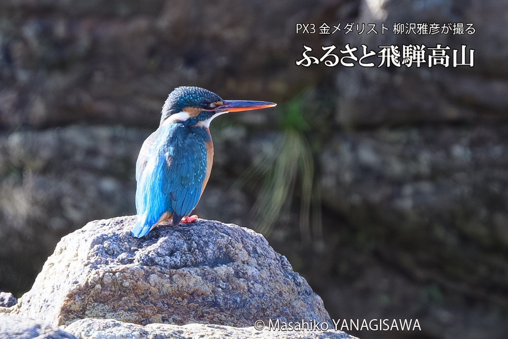 飛騨高山に棲むカワセミの写真です。