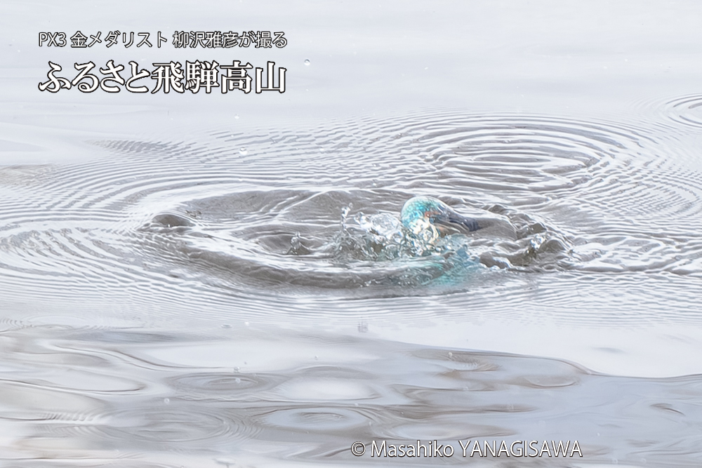 飛騨高山に棲むカワセミの写真です。