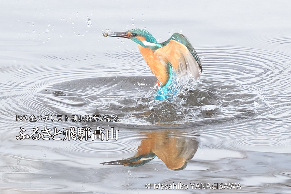 飛騨高山に棲むカワセミの写真です。