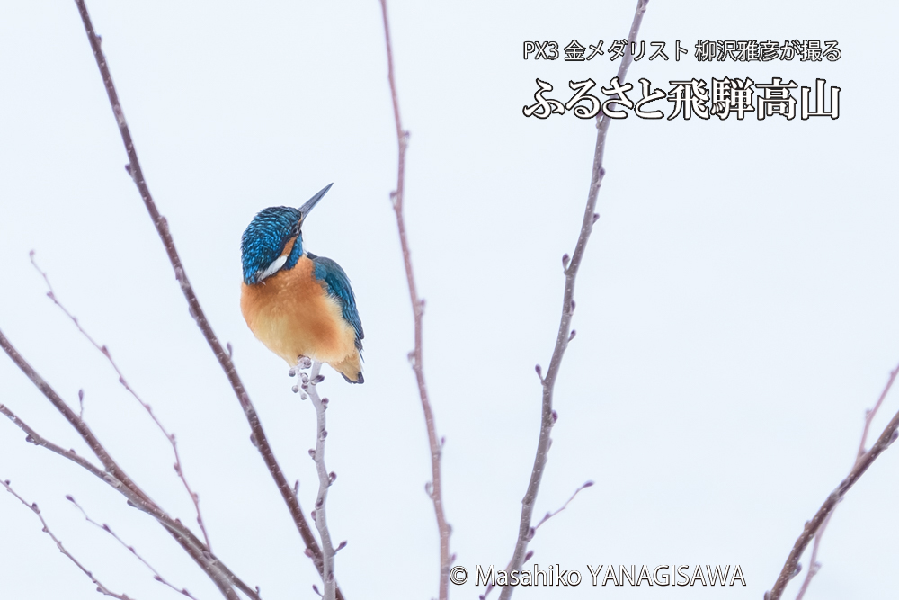 飛騨高山に棲むカワセミの写真です。