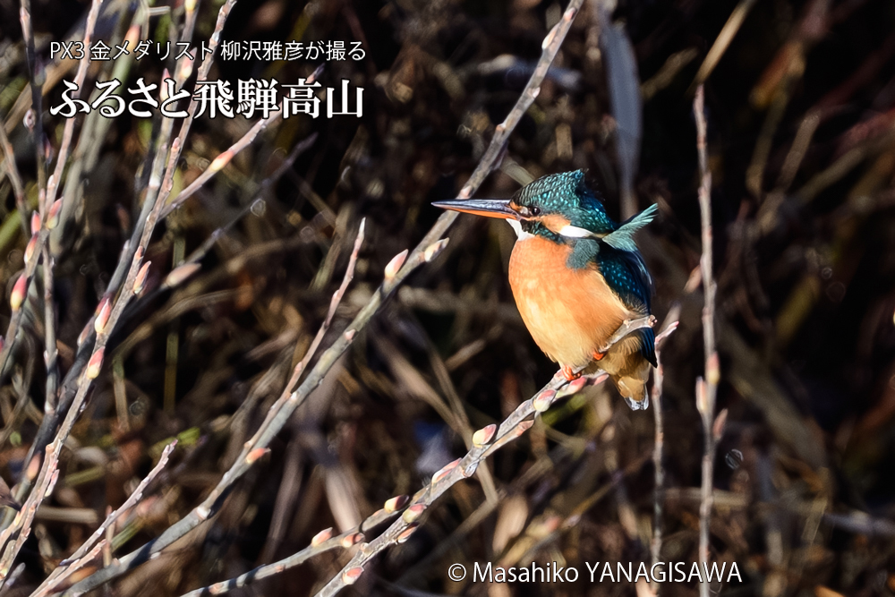 飛騨高山に棲むカワセミの写真です。