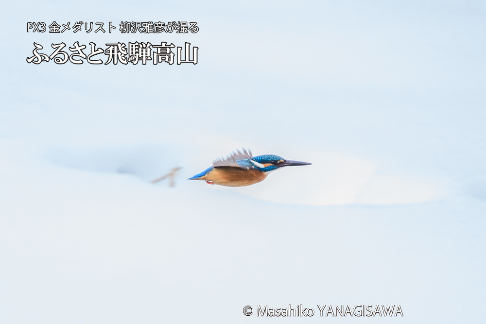 飛騨高山に棲むカワセミの写真です。