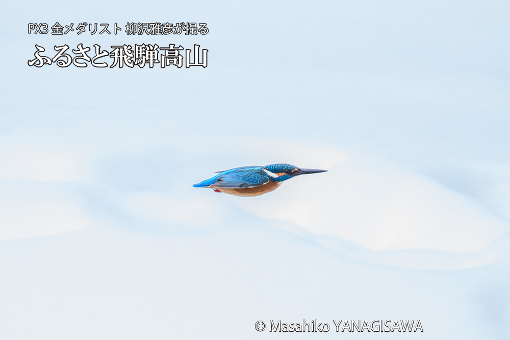 飛騨高山に棲むカワセミの写真です。