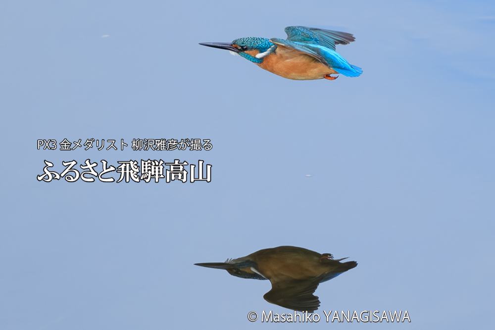 飛騨高山に棲むカワセミの写真です。