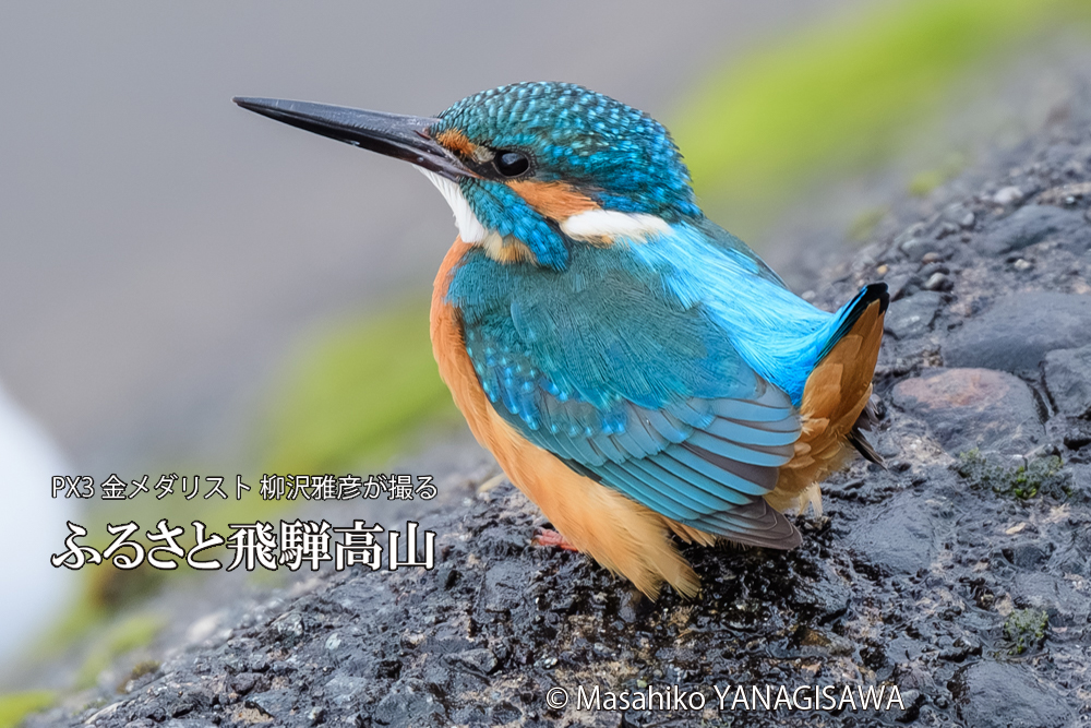 飛騨高山に棲むカワセミの写真です。