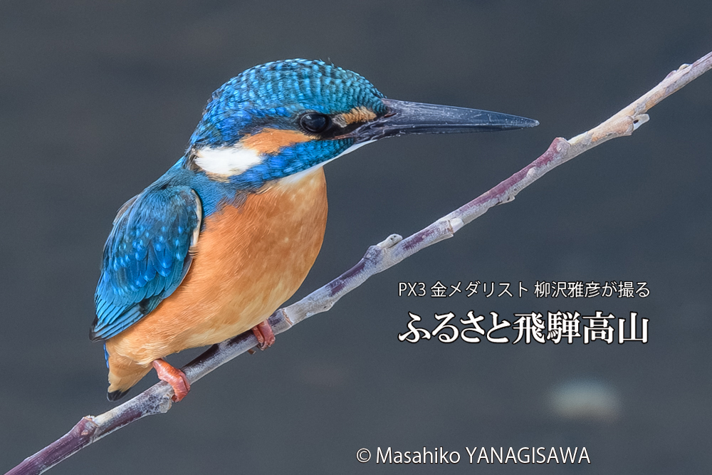 飛騨高山に棲むカワセミの写真です。