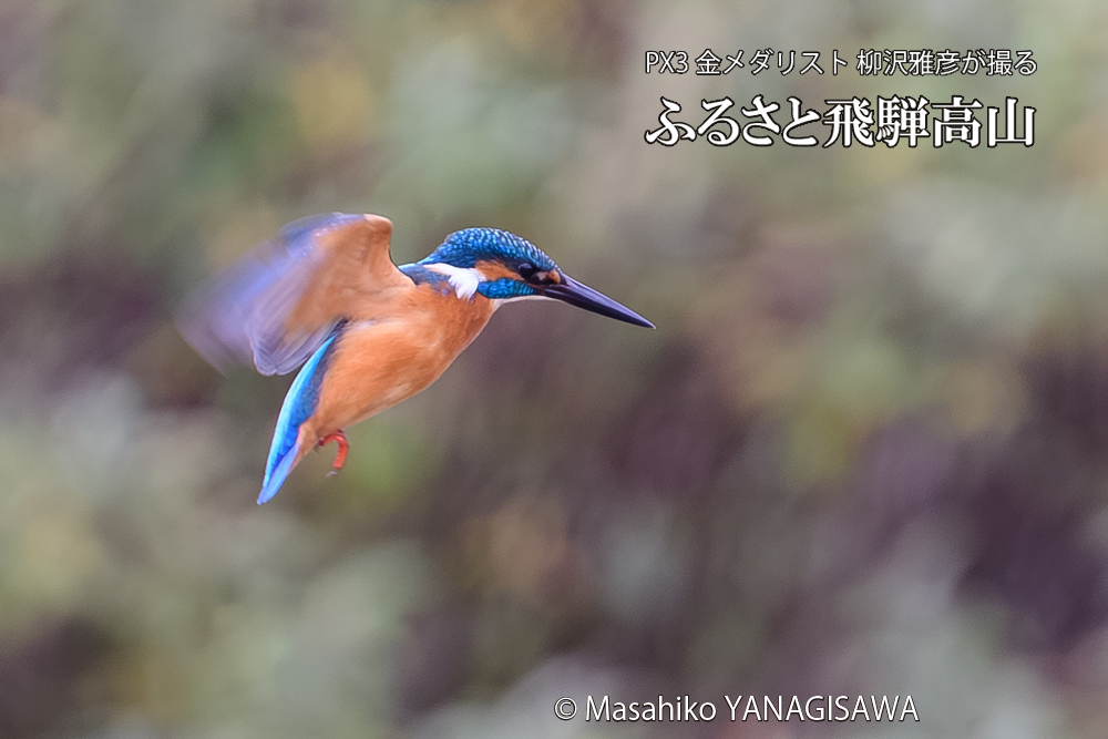 飛騨高山に棲むカワセミの写真です。