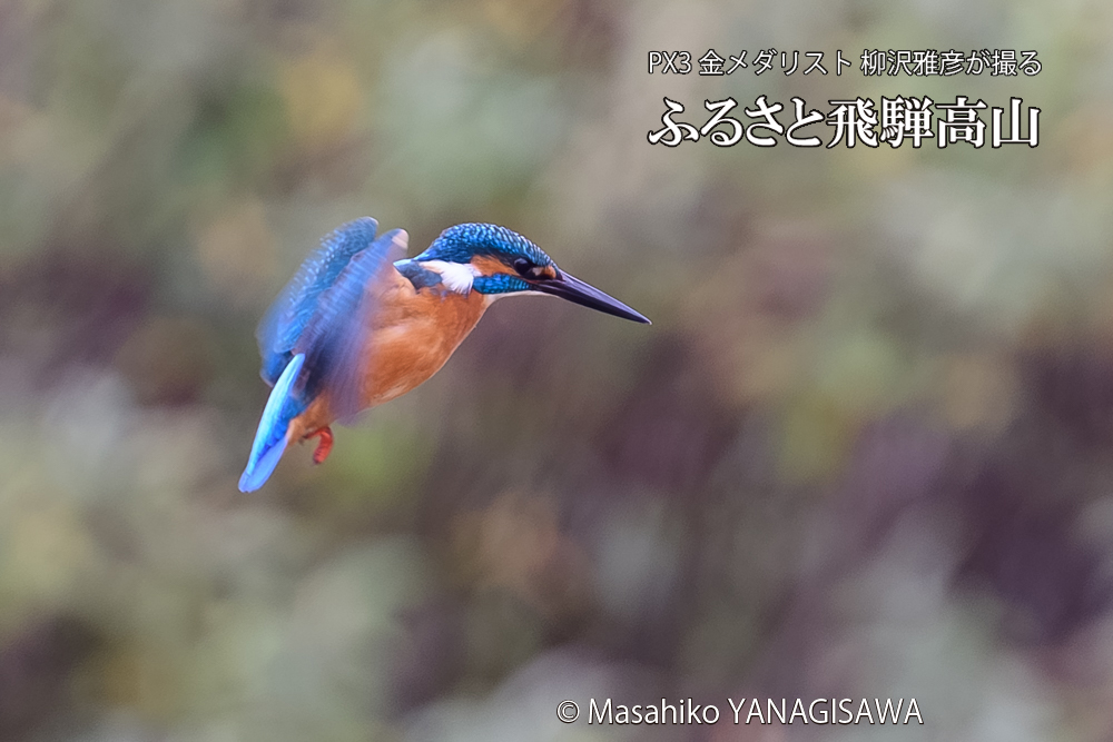 飛騨高山に棲むカワセミの写真です。