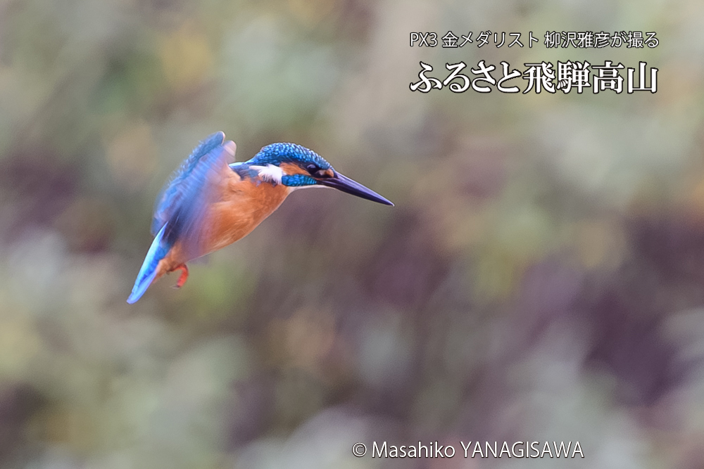 飛騨高山に棲むカワセミの写真です。