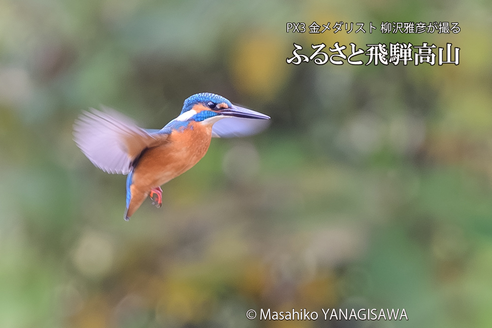 飛騨高山に棲むカワセミの写真です。