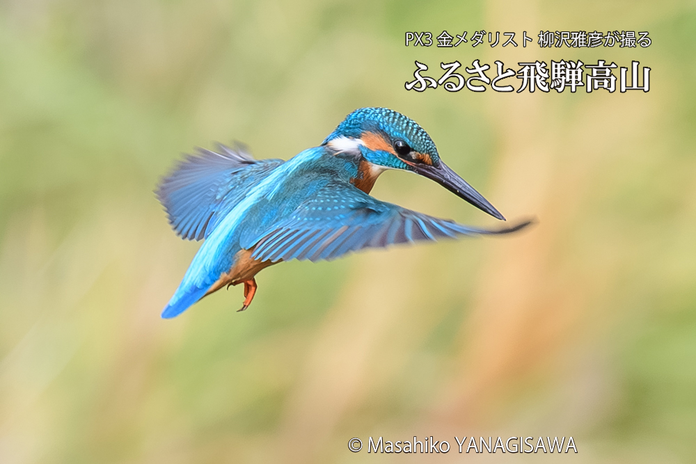 飛騨高山に棲むカワセミの写真です。