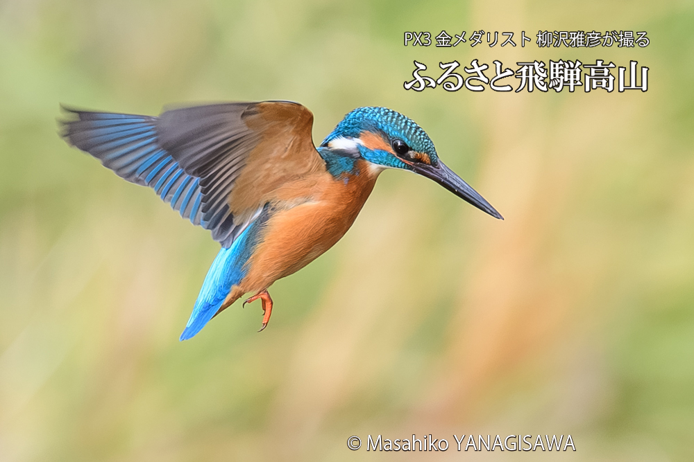 飛騨高山に棲むカワセミの写真です。