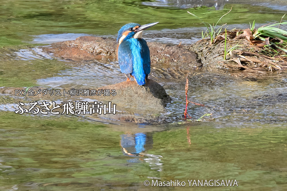 飛騨高山に棲むカワセミの写真です。