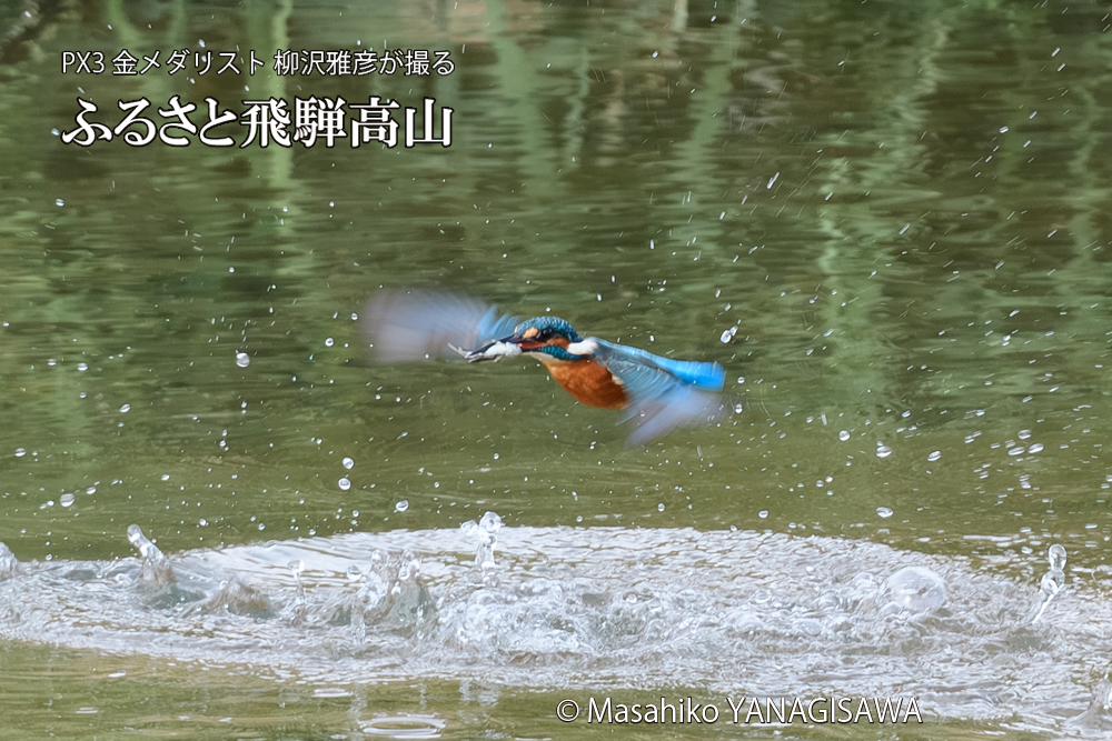 飛騨高山に棲むカワセミの写真です。