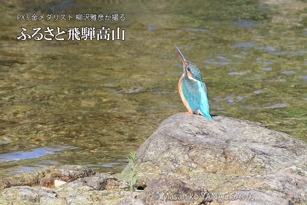 飛騨高山に棲むカワセミの写真です。