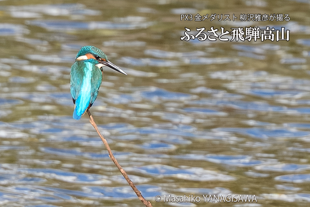 飛騨高山に棲むカワセミの写真です。