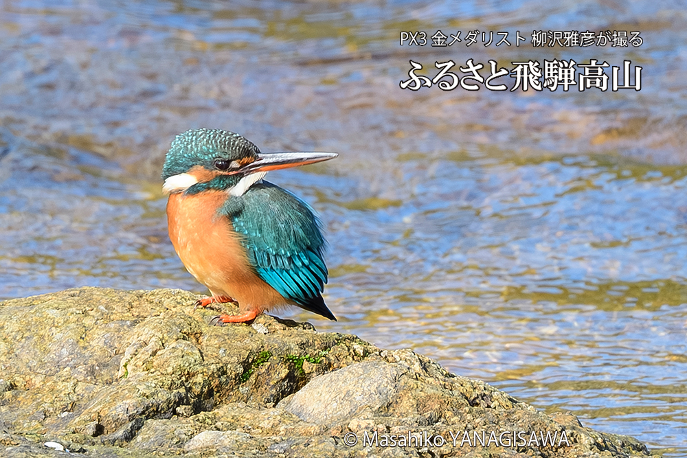 飛騨高山に棲むカワセミの写真です。