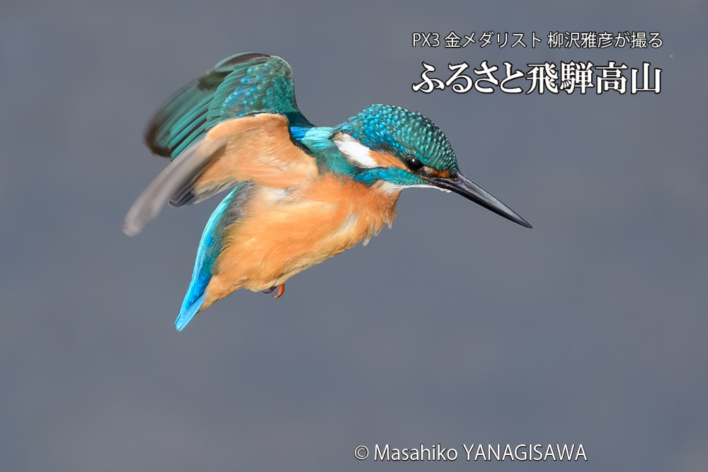 飛騨高山に棲むカワセミの写真です。