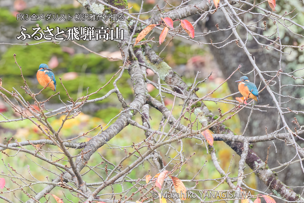 飛騨高山に棲むカワセミの写真です。