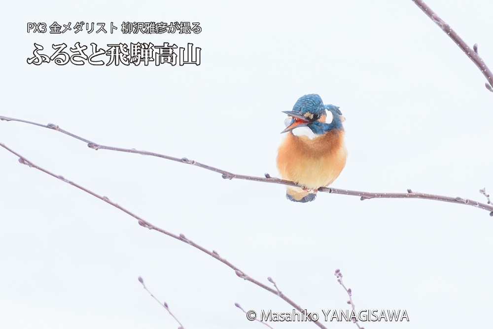 飛騨高山に棲むカワセミの写真です。