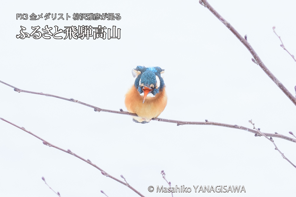 飛騨高山に棲むカワセミの写真です。