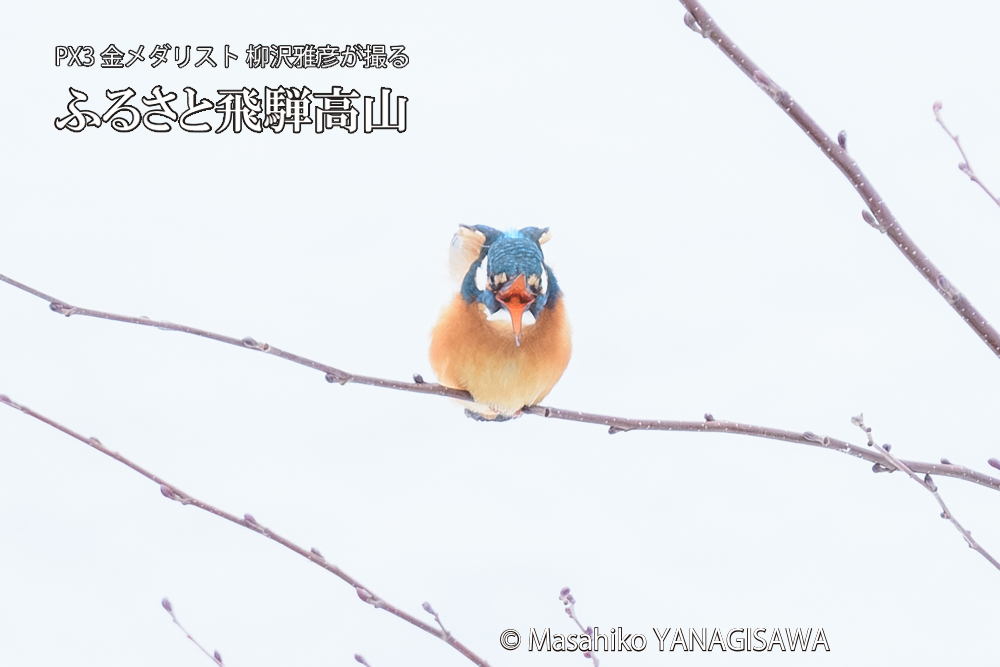 飛騨高山に棲むカワセミの写真です。