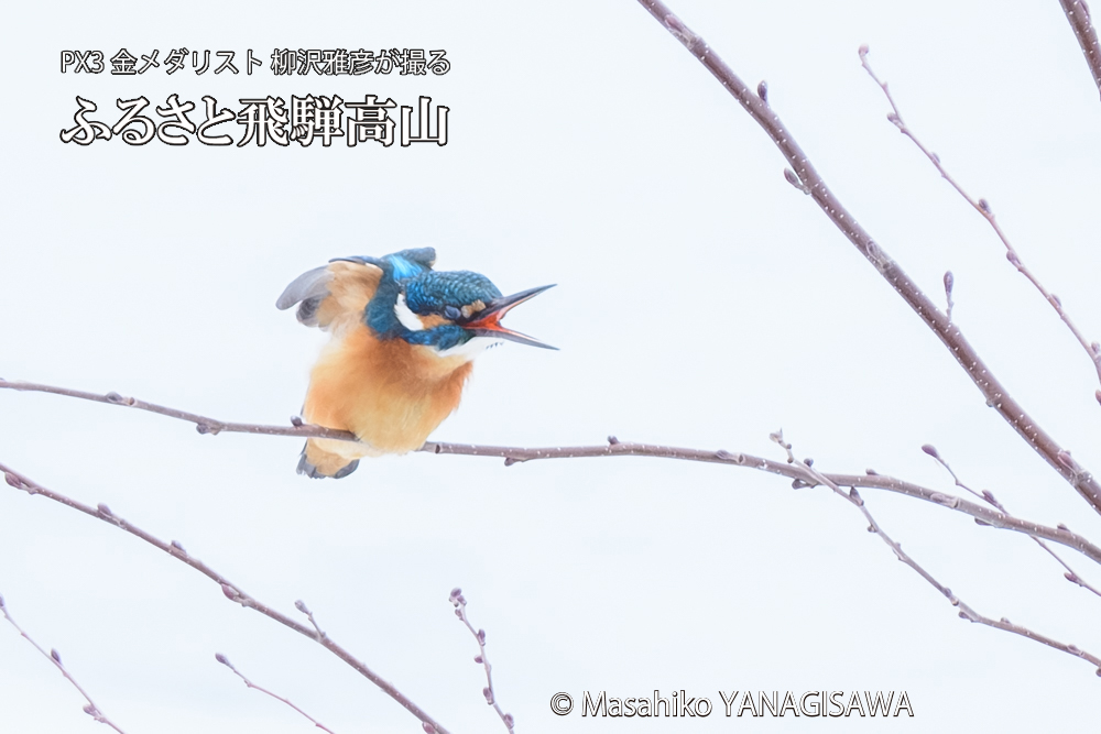 飛騨高山に棲むカワセミの写真です。