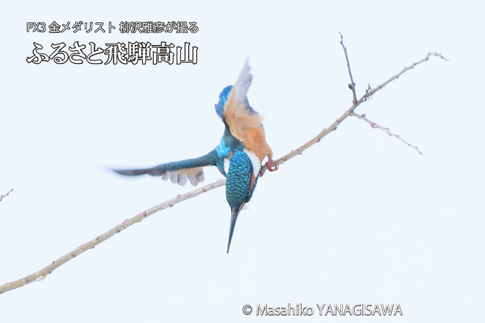 飛騨高山に棲むカワセミの写真です。