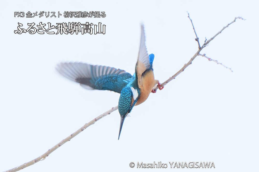 飛騨高山に棲むカワセミの写真です。