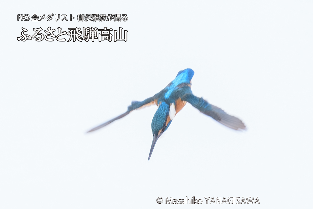 飛騨高山に棲むカワセミの写真です。