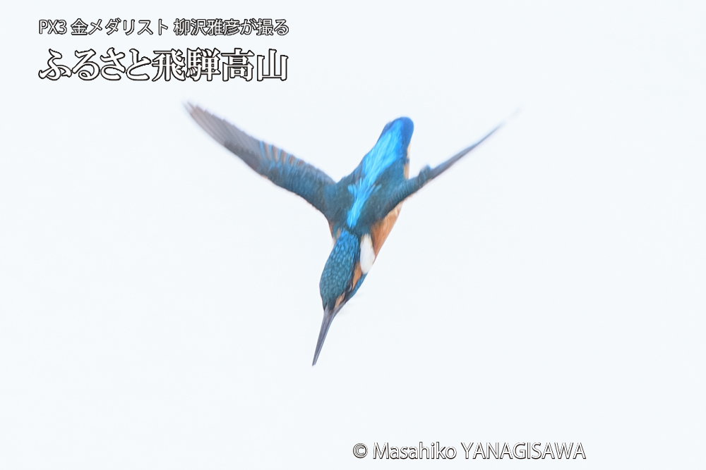 飛騨高山に棲むカワセミの写真です。