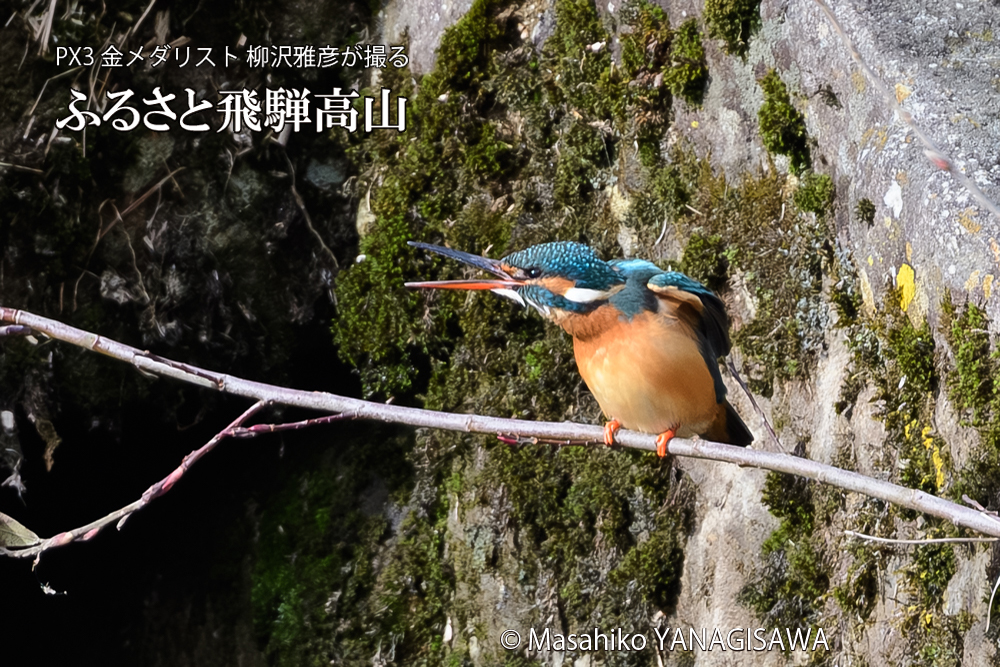 飛騨高山に棲むカワセミの写真です。