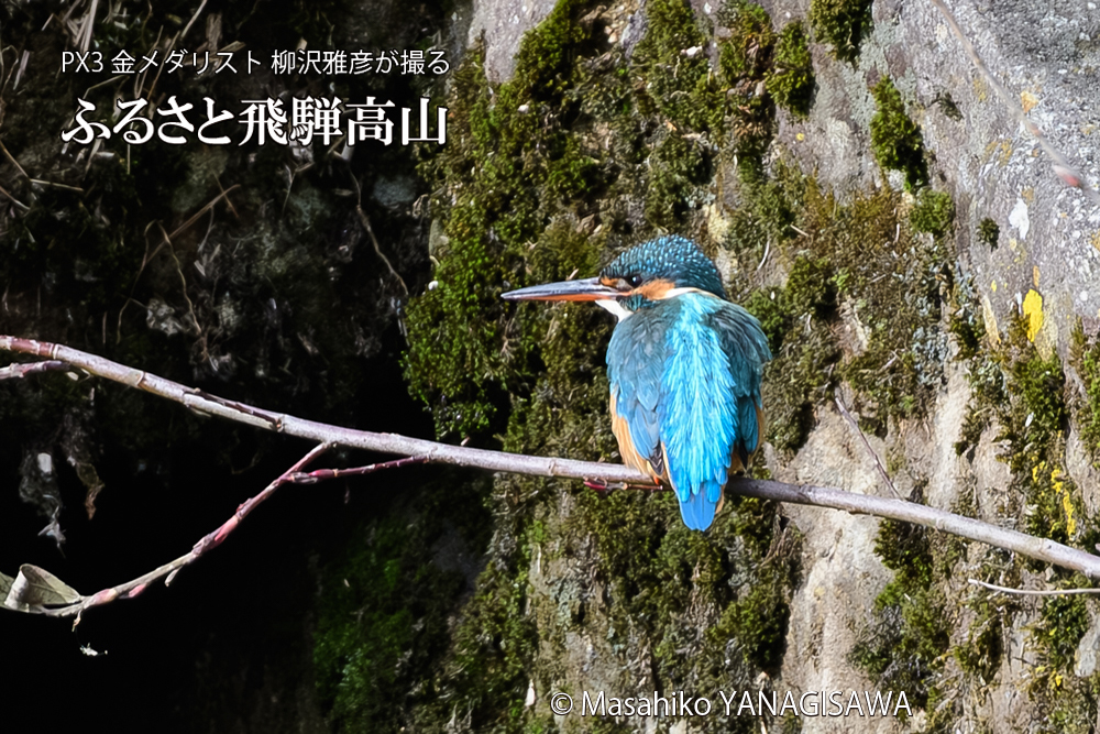 飛騨高山に棲むカワセミの写真です。