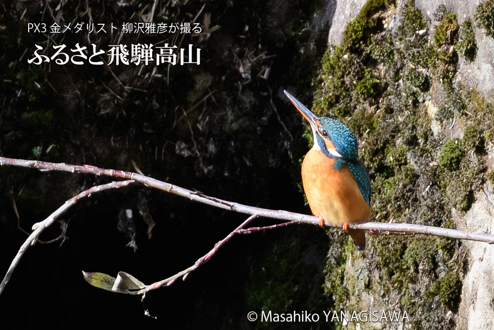 飛騨高山に棲むカワセミの写真です。