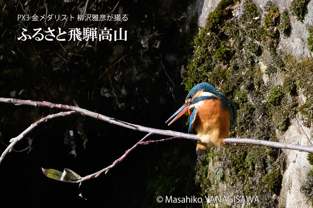 飛騨高山に棲むカワセミの写真です。