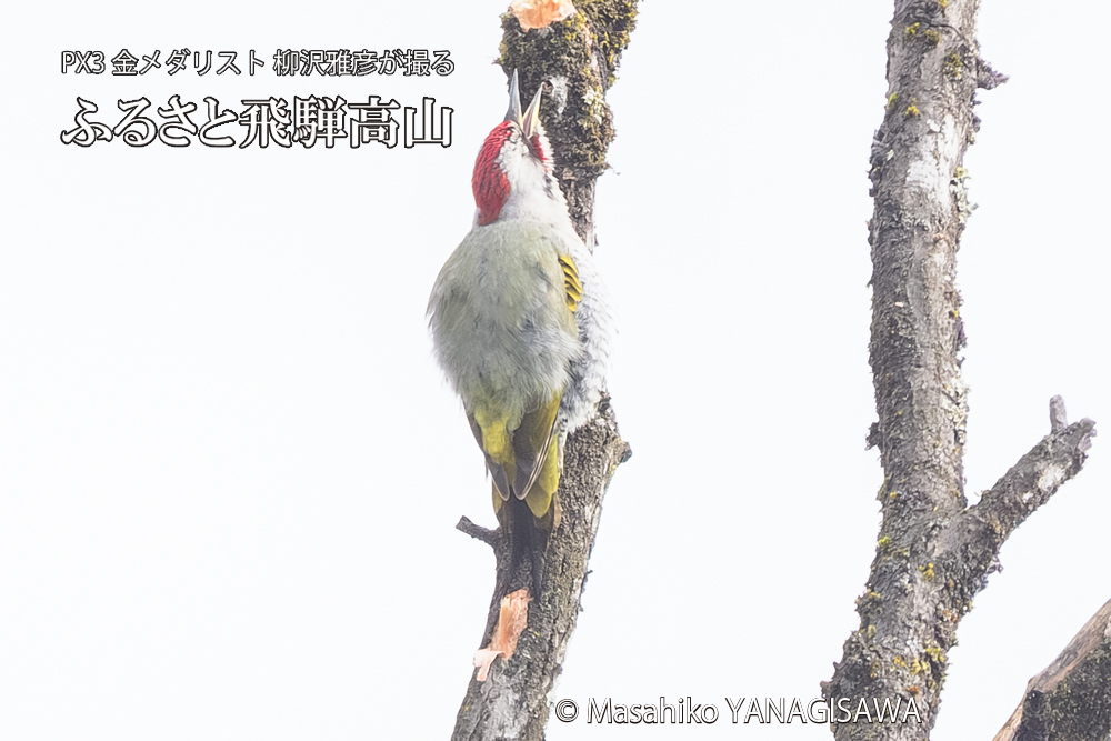 飛騨高山に棲むアオゲラの写真です。