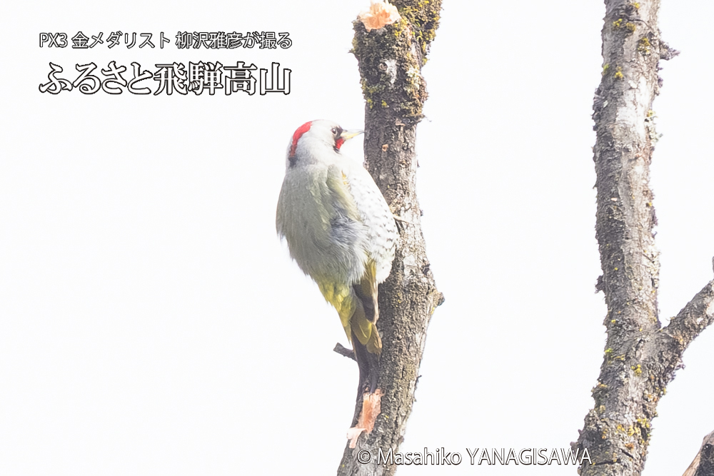 飛騨高山に棲むアオゲラの写真です。