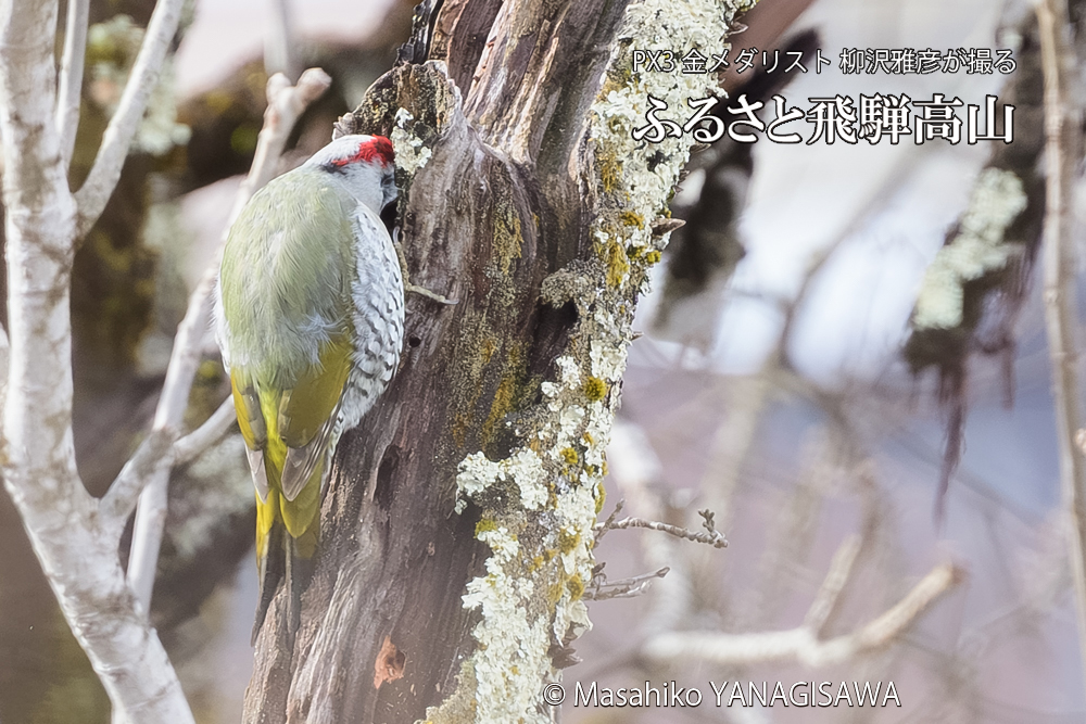 飛騨高山に棲むアオゲラの写真です。