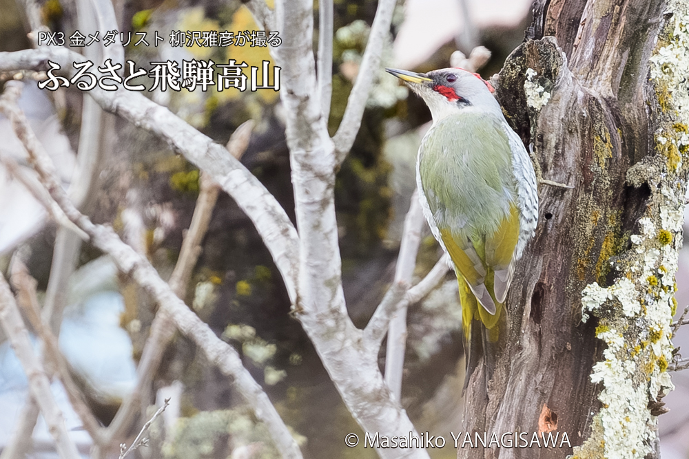 飛騨高山に棲むアオゲラの写真です。
