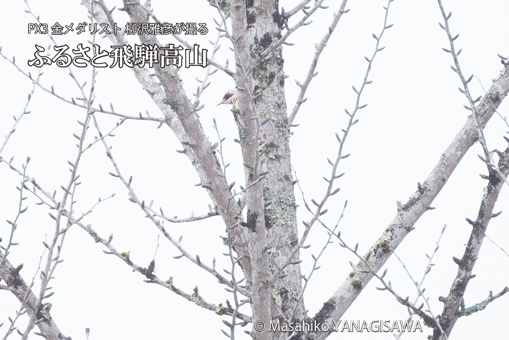 飛騨高山に棲むアオゲラの写真です。