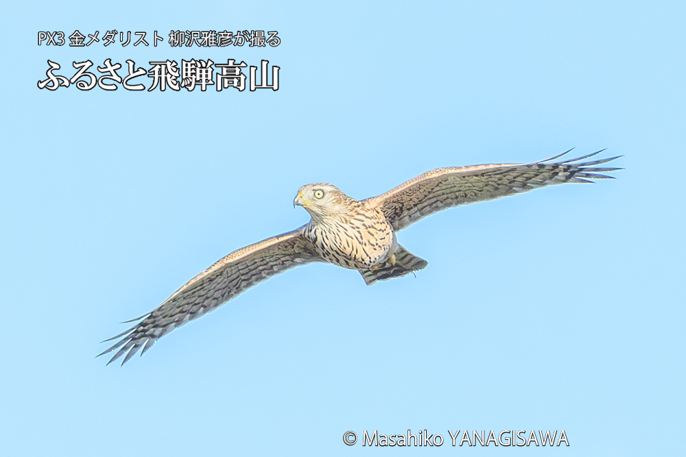 飛騨高山に棲むオオタカの写真です。