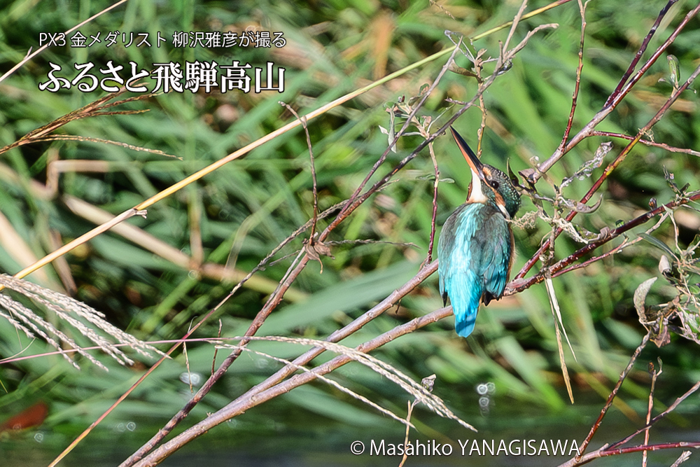 飛騨高山に棲むカワセミの写真です。
