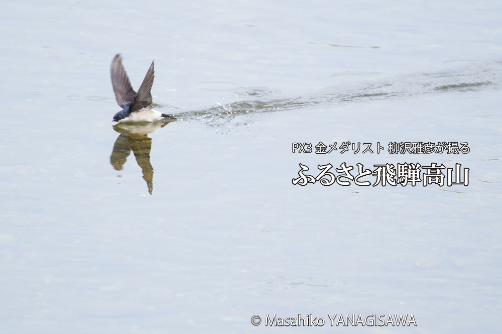 飛騨高山に棲むイワツバメの写真です。