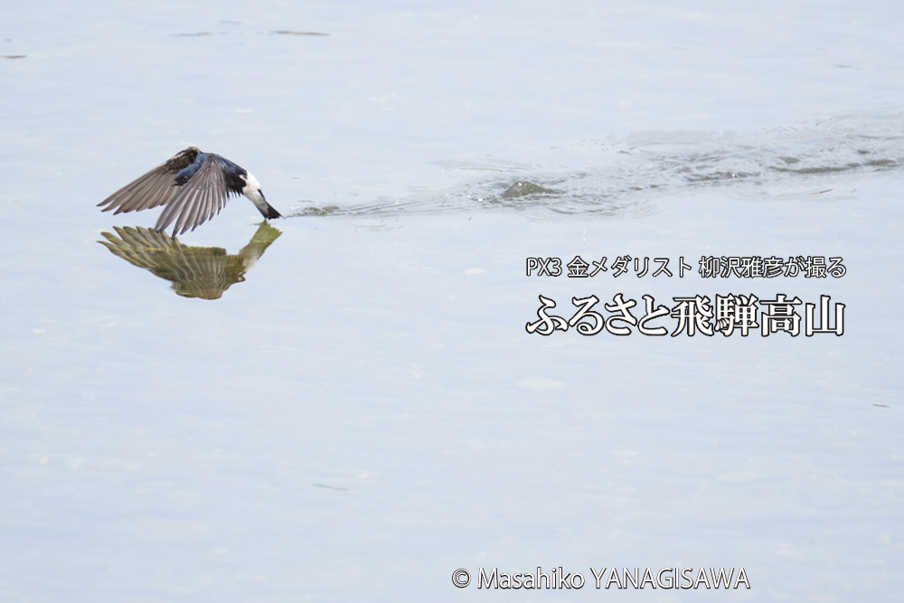 飛騨高山に棲むイワツバメの写真です。