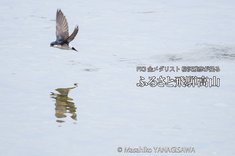 飛騨高山に棲むイワツバメの写真です。
