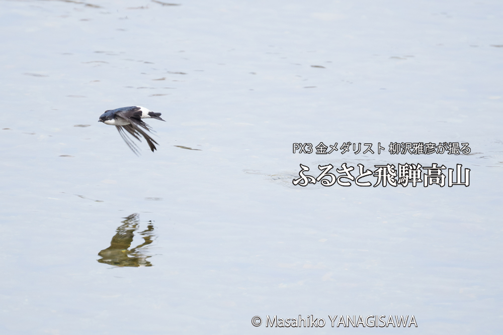 飛騨高山に棲むイワツバメの写真です。