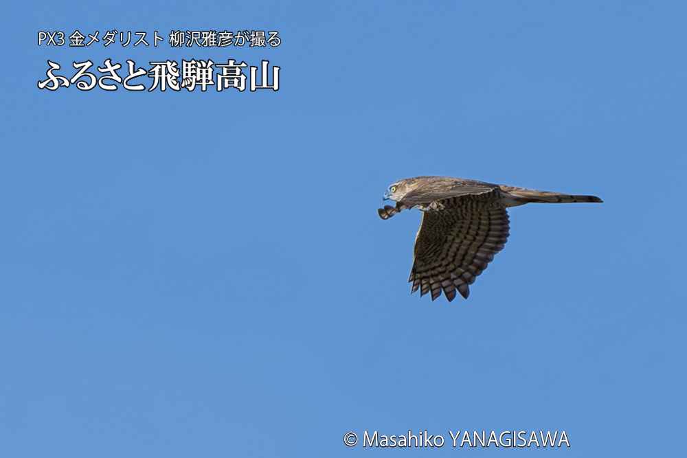 飛騨高山に棲むハイタカの写真です。