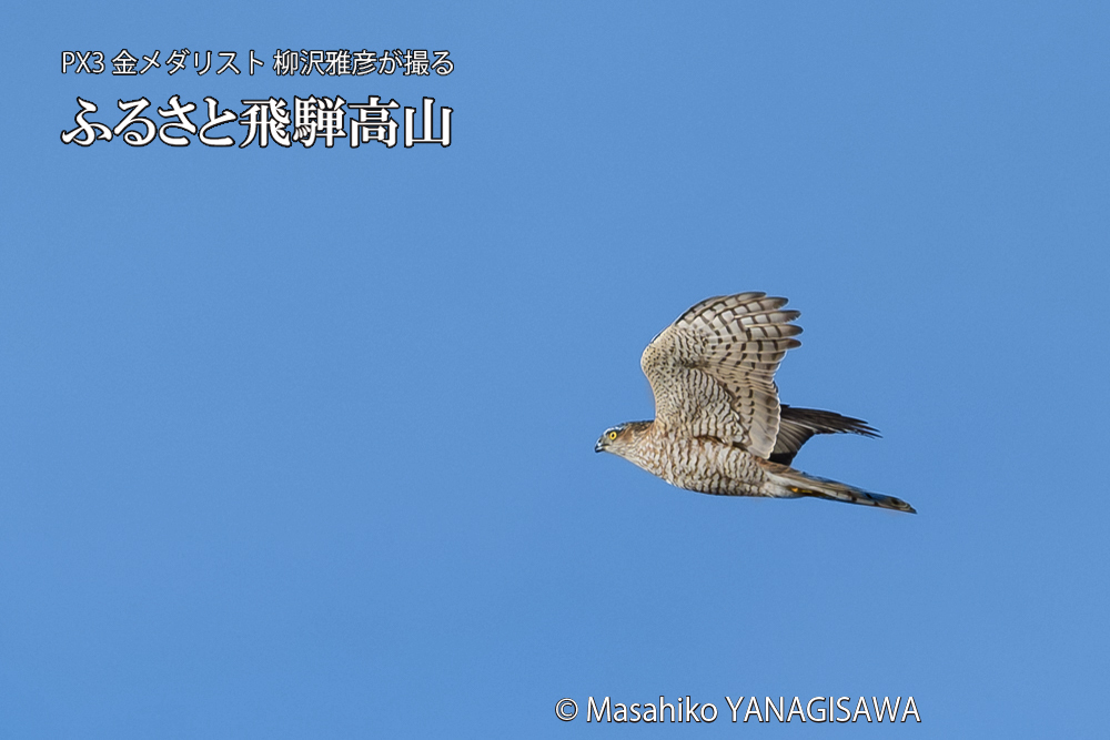 飛騨高山に棲むハイタカの写真です。